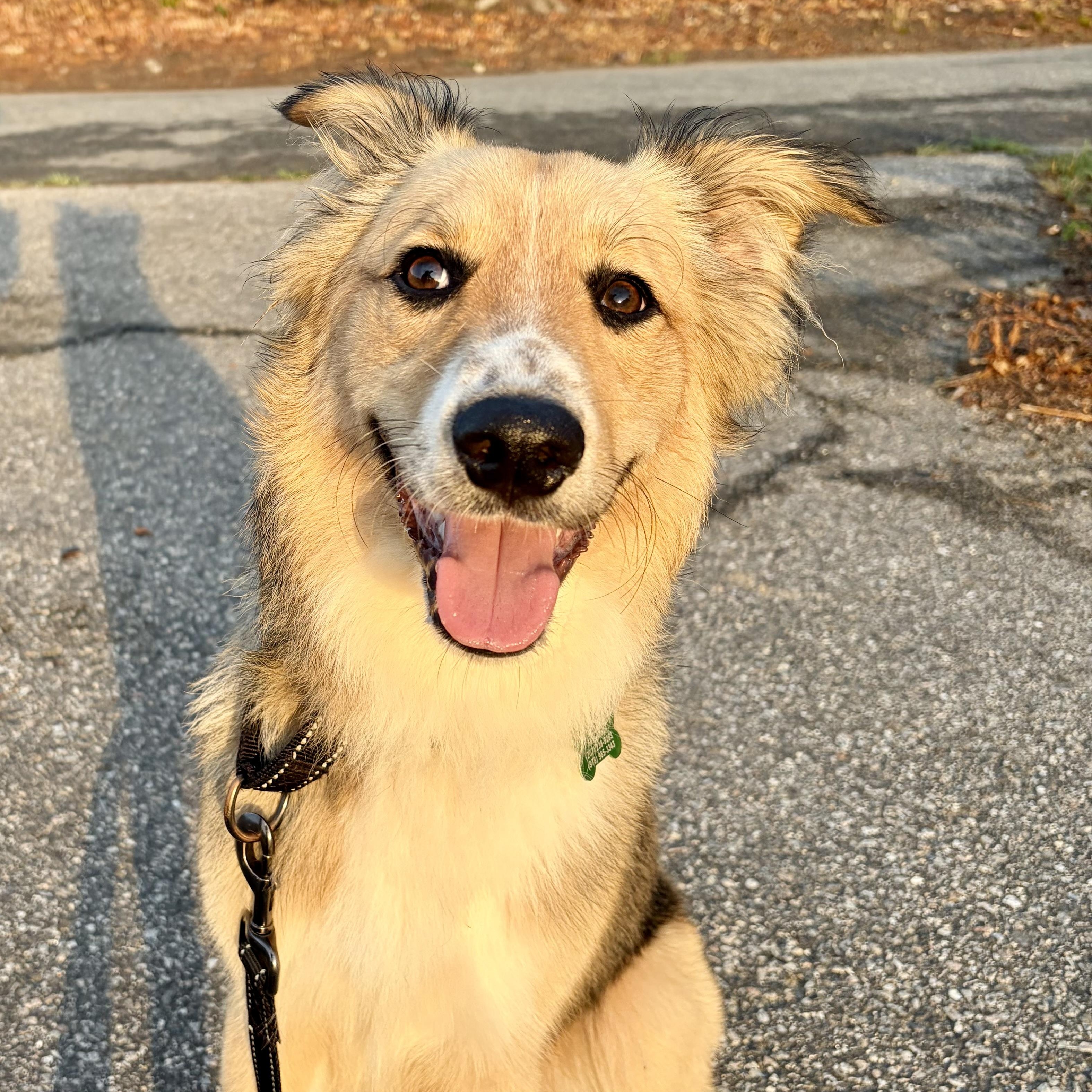 SNICKLE -Local, a ADOPTABLE mixed breed in Warwick, RI image 6/6