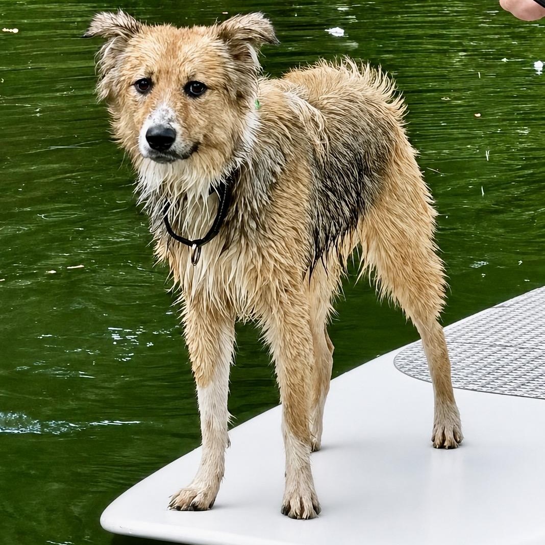 SNICKLE -Local, a ADOPTABLE mixed breed in Warwick, RI image 2/6