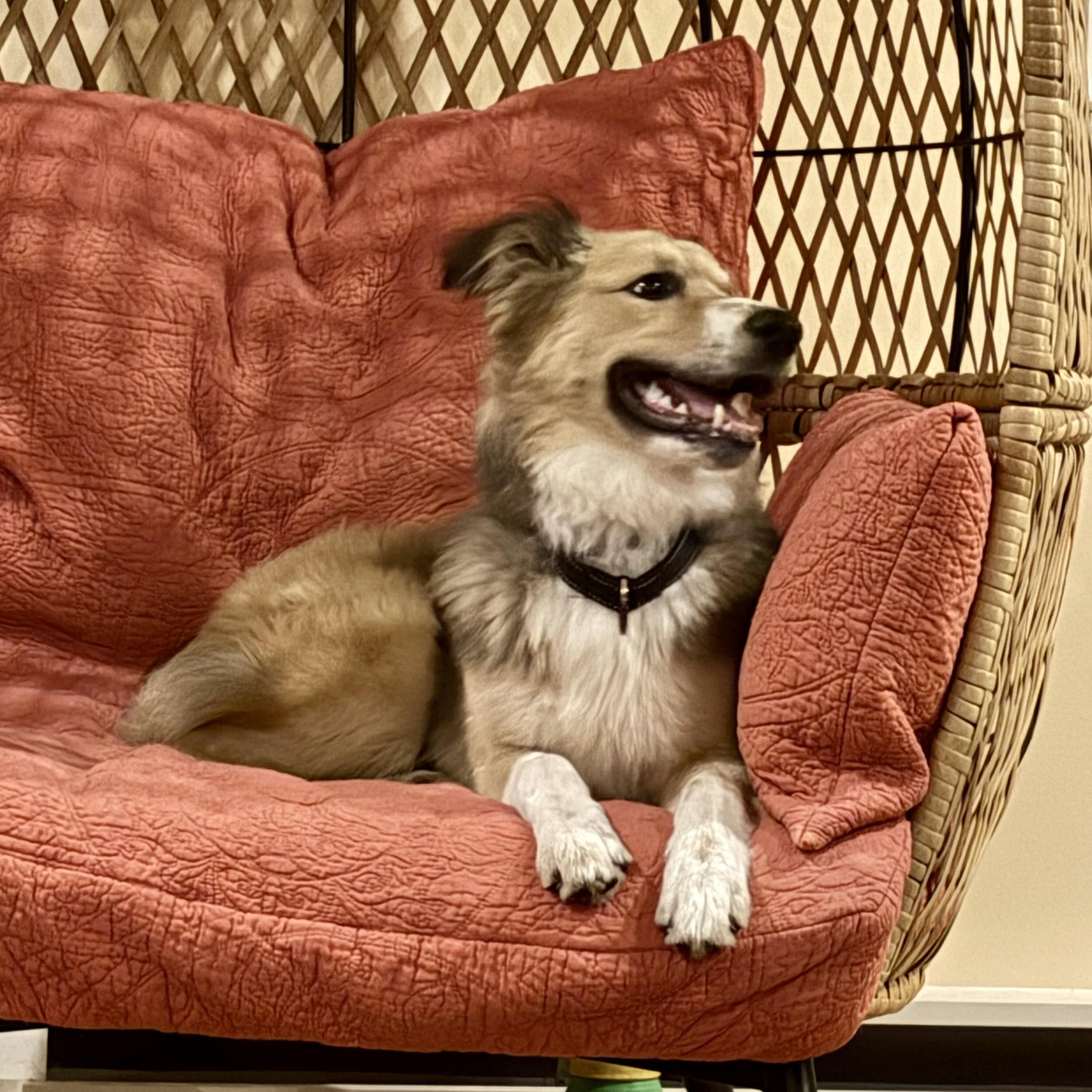 SNICKLE -Local, a ADOPTABLE mixed breed in Warwick, RI image 5/6