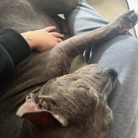 Roxanne, a Adoptable Pit Bull Terrier in Rockville, MD image 5/6