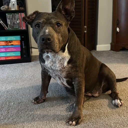 Roxanne, a Adoptable Pit Bull Terrier in Rockville, MD image 1/6