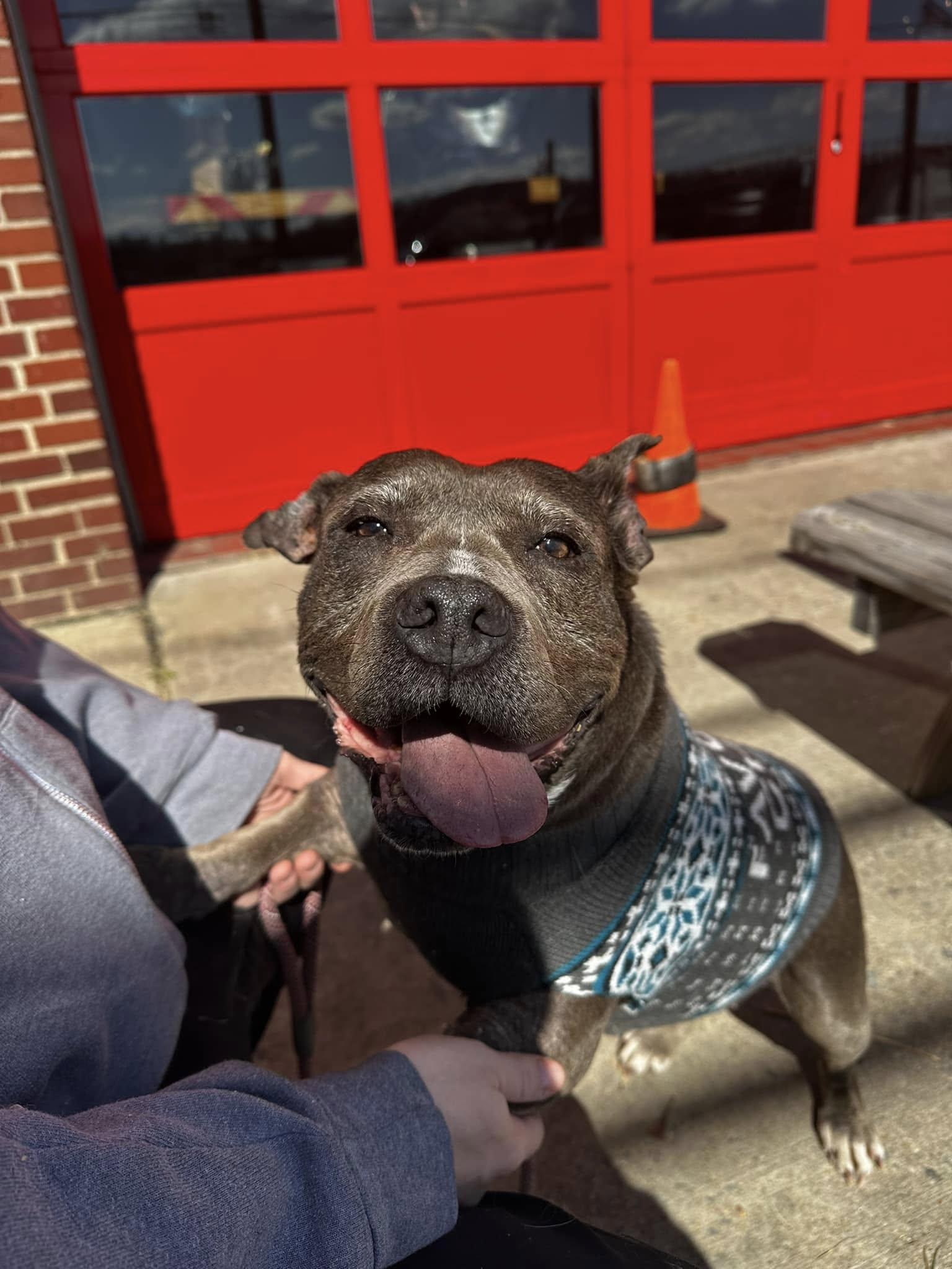 Roxanne, a Adoptable Pit Bull Terrier in Rockville, MD image 2/6