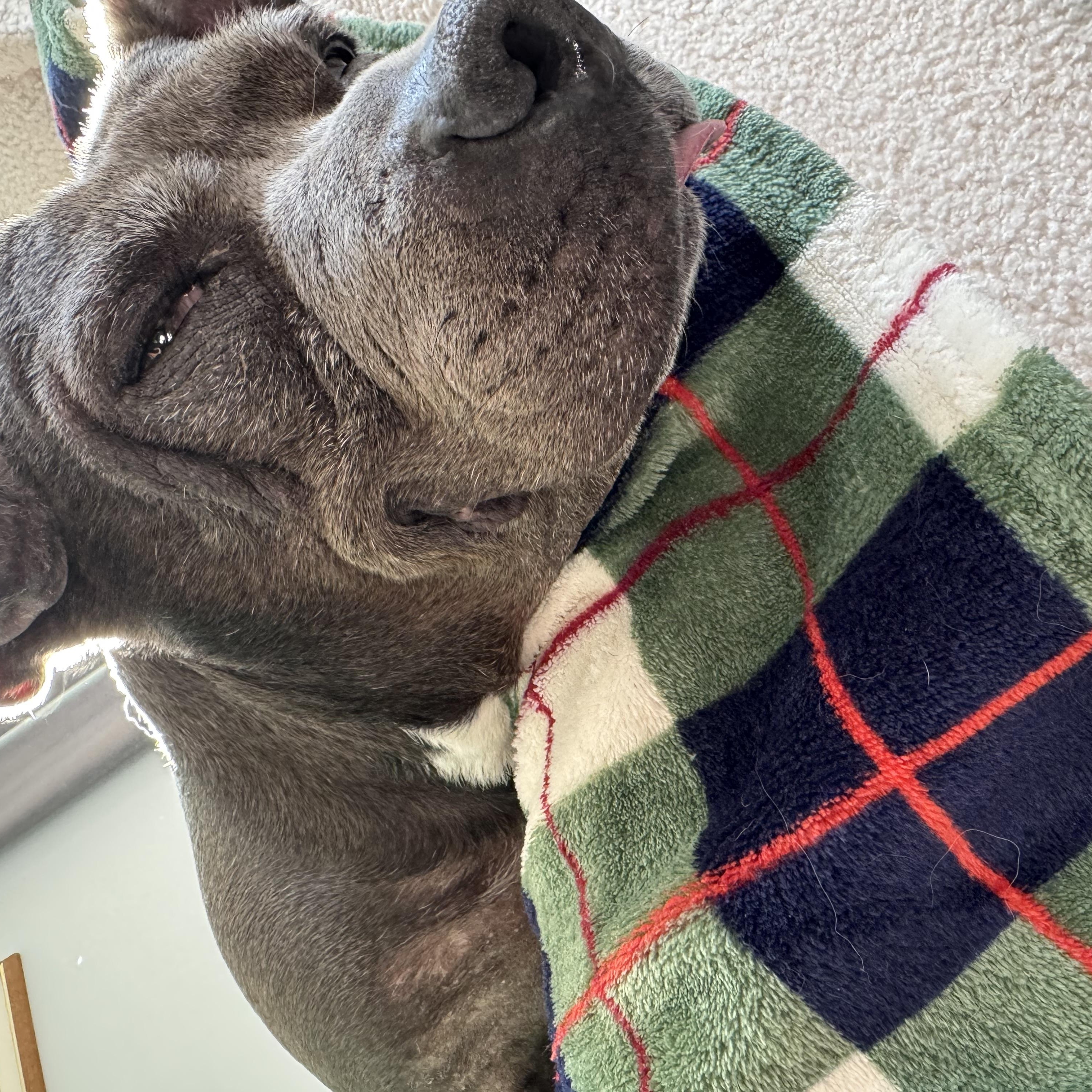 Roxanne, a Adoptable Pit Bull Terrier in Rockville, MD image 3/6