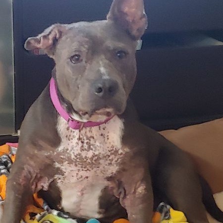 Roxanne, Adoptable, Senior Female Pit Bull Terrier.