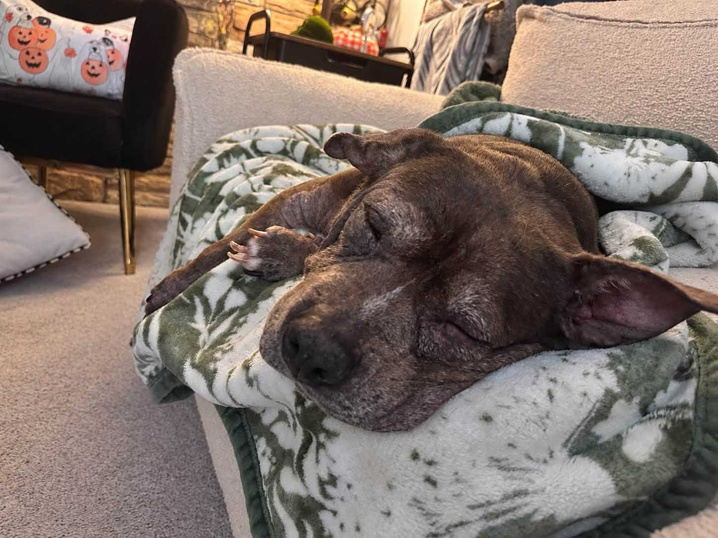 Enlarge Roxanne, a Adoptable Pit Bull Terrier in Rockville, MD image 2/6