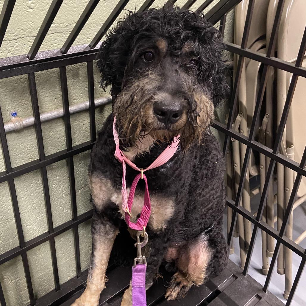 Mo, Adoptable, Adult Male Bernese Mountain Dog & Poodle.
