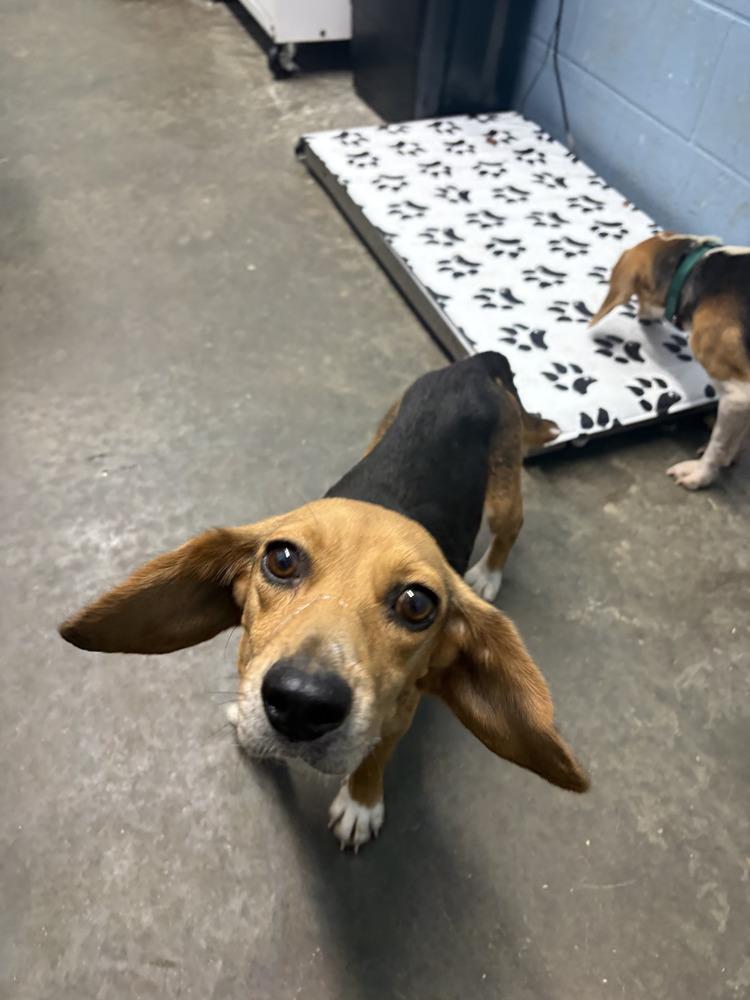 Enlarge Gidget, a Adoptable Beagle in Evansville, IN image 1/1