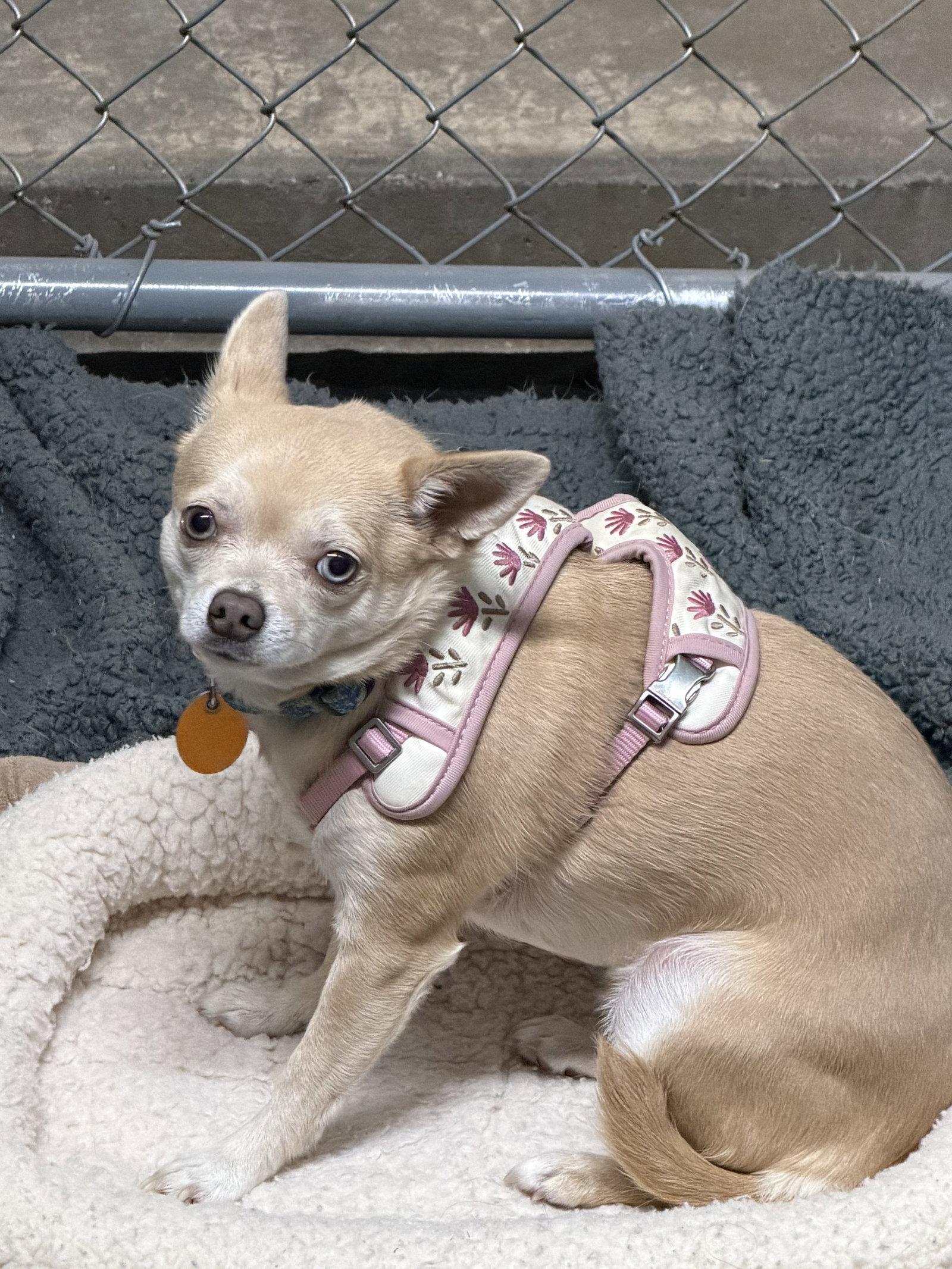 Reyna, Adopted, Adult Female Chihuahua.