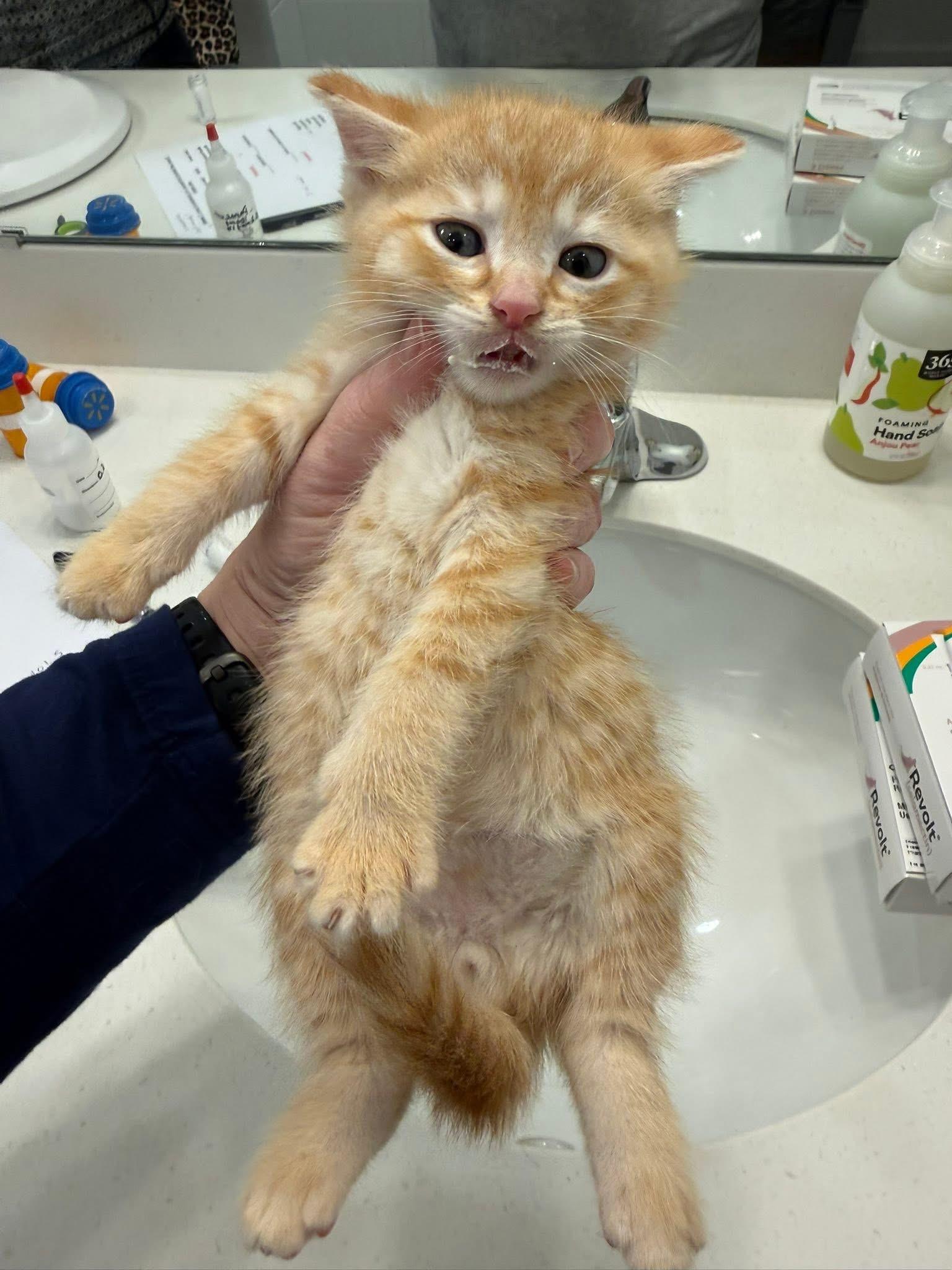 Enlarge Denver, an adopted Domestic Short Hair in Ponte vedra, FL image 1/3