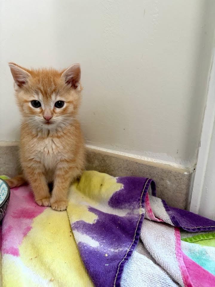 Enlarge Denver, an adopted Domestic Short Hair in Ponte vedra, FL image 2/3