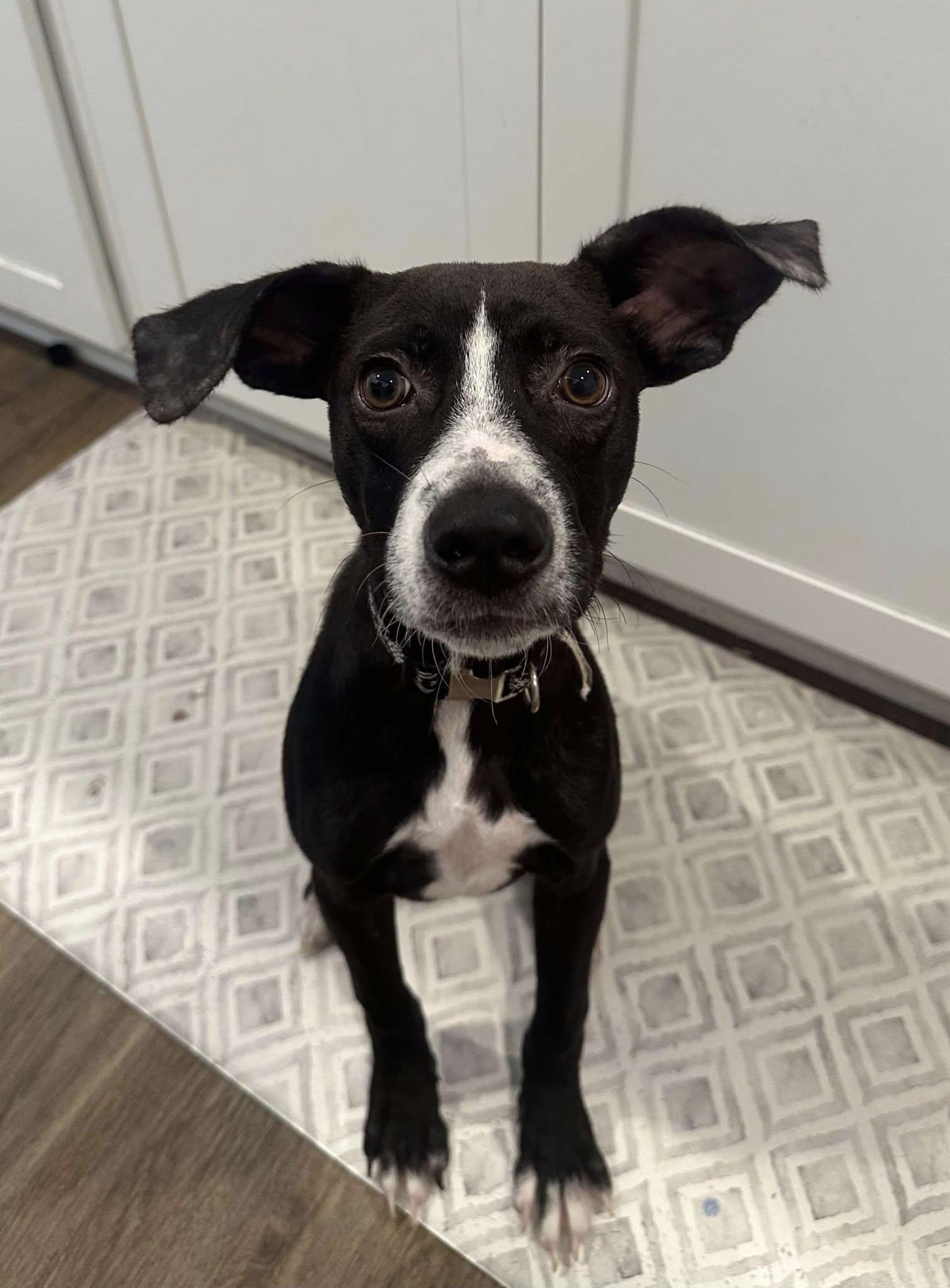 Enlarge Romeo, a Adopted mixed breed in Myrtle Beach, SC image 1/1