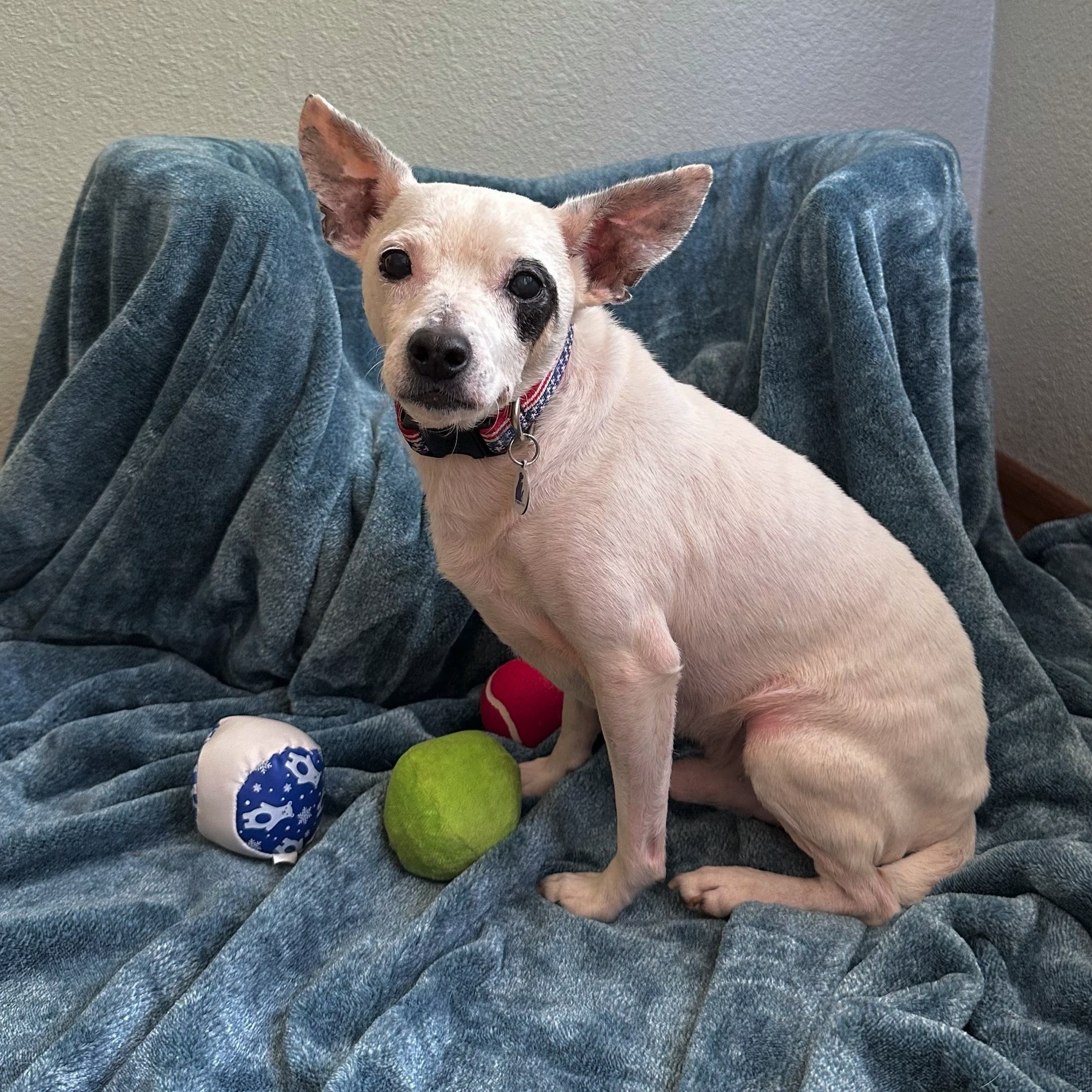 Kojak, Adoptable, Senior Male Jack Russell Terrier.