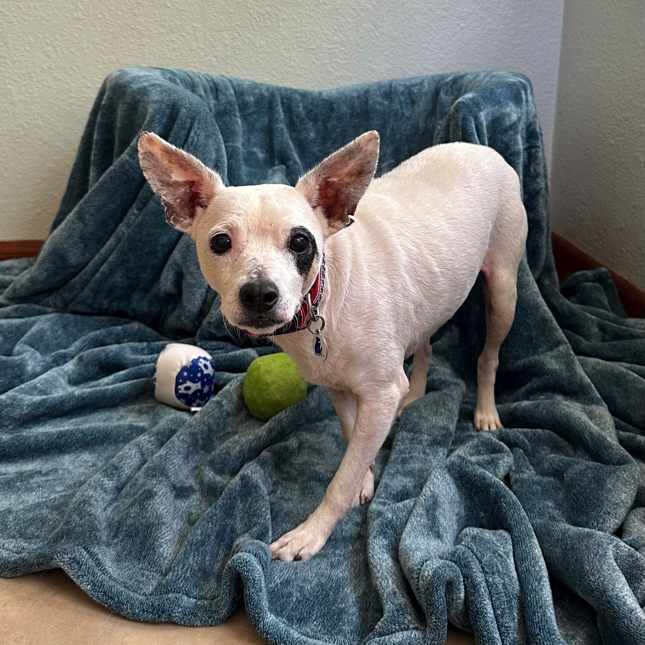 Kojak, a Adoptable mixed breed in High Ridge, MO image 2/4