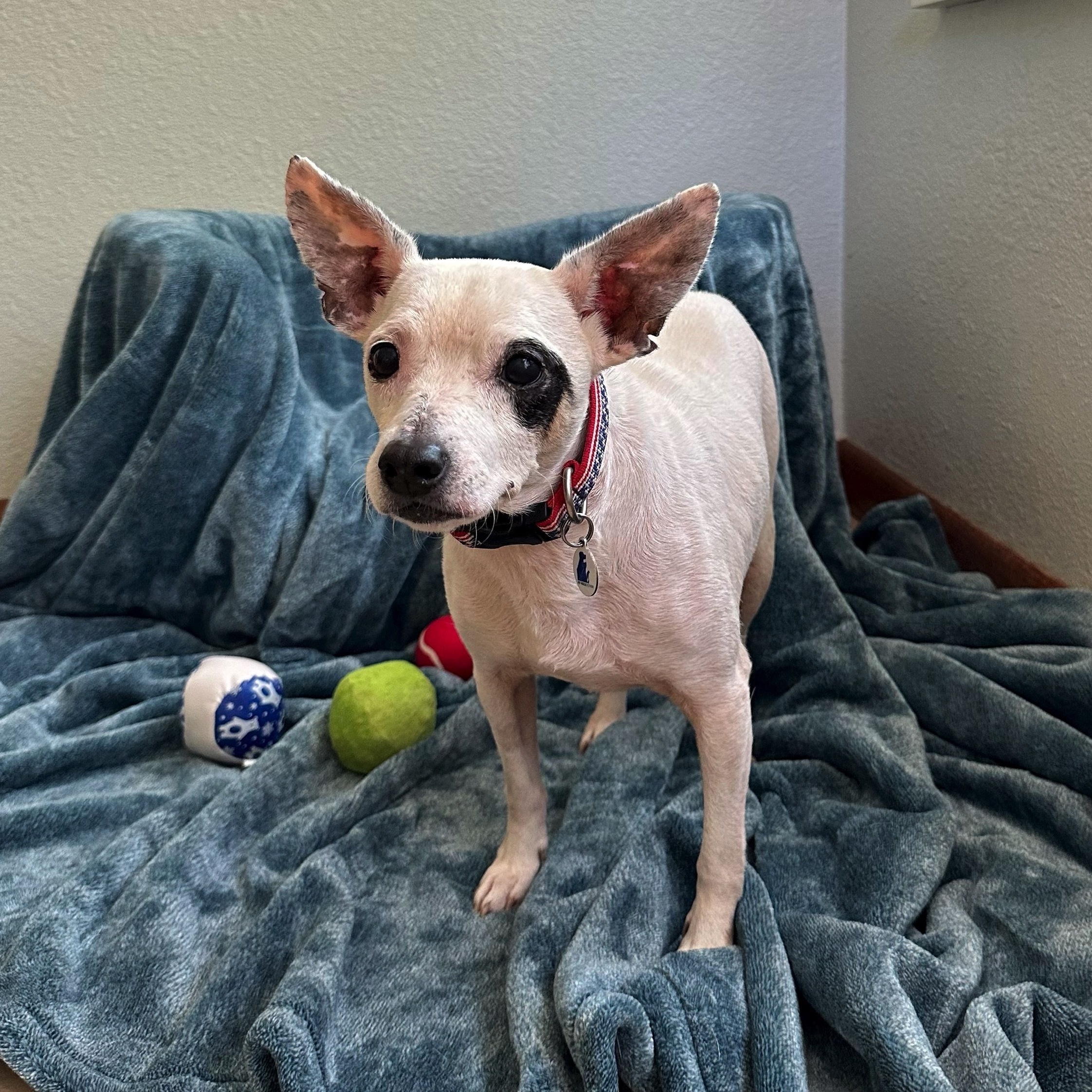 Kojak, a Adoptable mixed breed in High Ridge, MO image 3/4