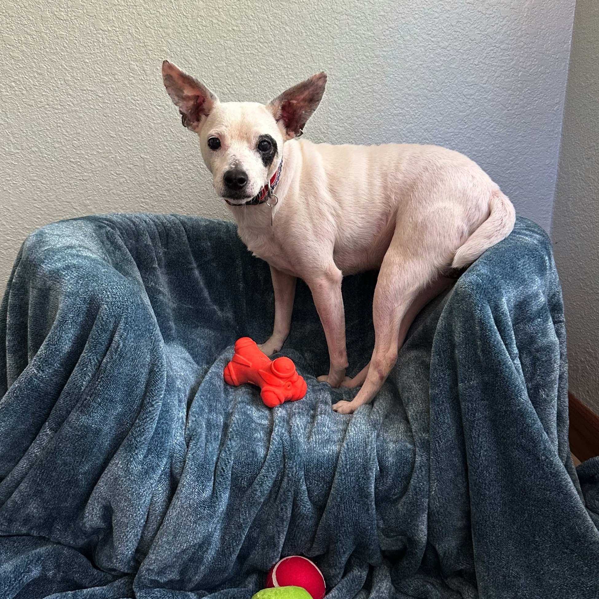 Kojak, a Adoptable mixed breed in High Ridge, MO image 4/4
