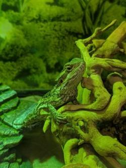 Enlarge Waffles, a Adoptable Bearded Dragon in Cincinnati, OH image 1/1