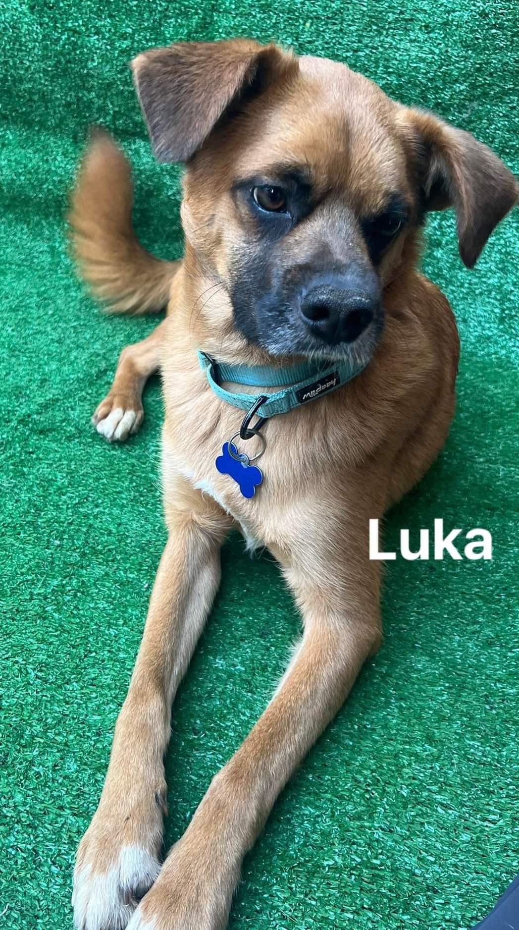Luka, a Adoptable mixed breed in San Ysidro, CA image 1/6