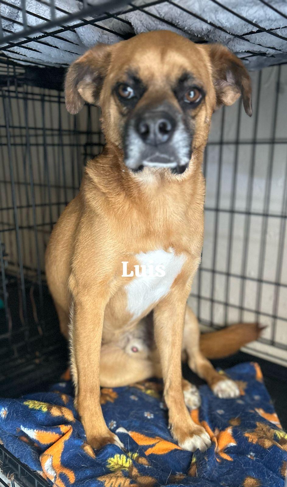 Luka, a Adoptable mixed breed in San Ysidro, CA image 4/6