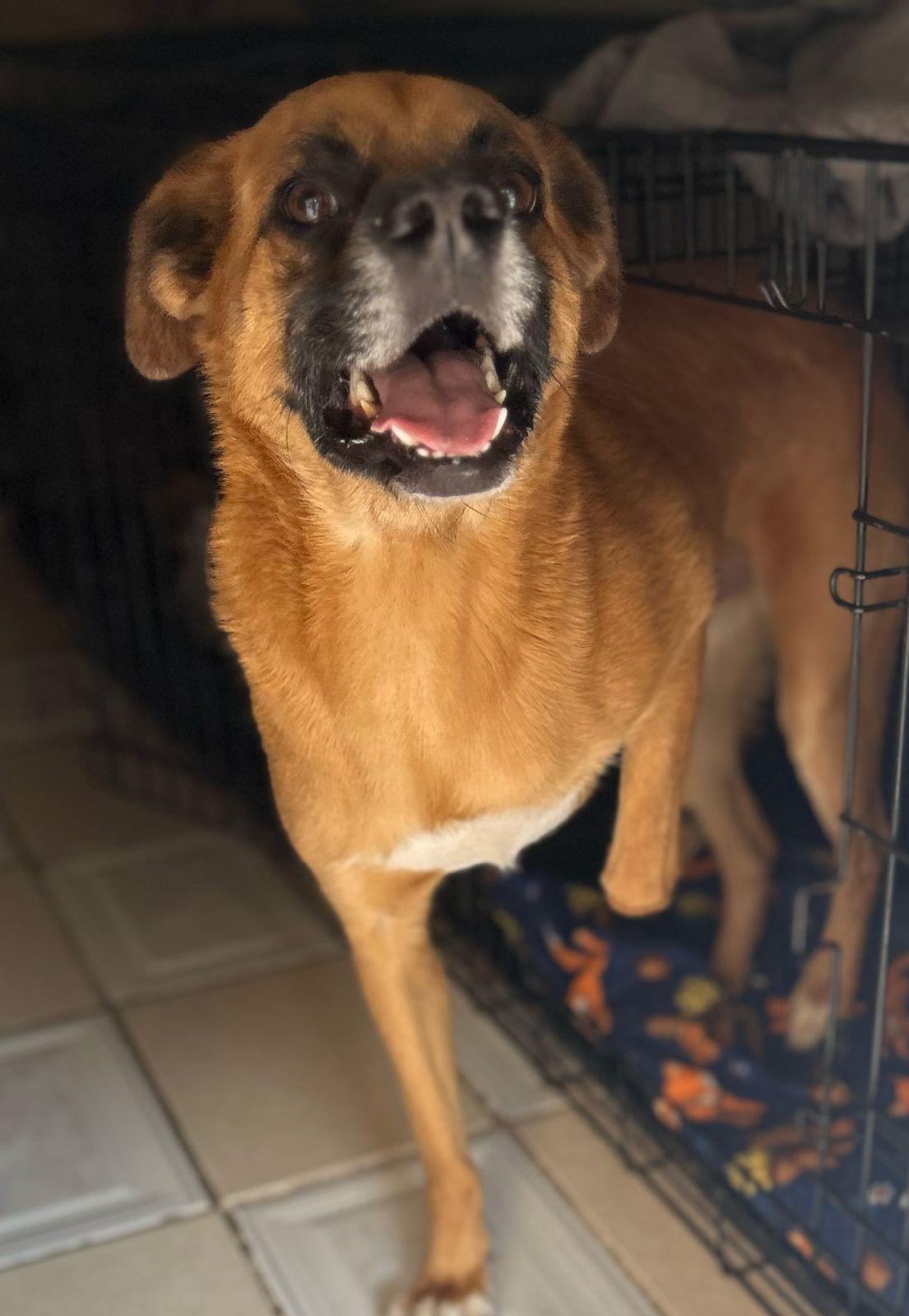 Luka, a Adoptable mixed breed in San Ysidro, CA image 3/6