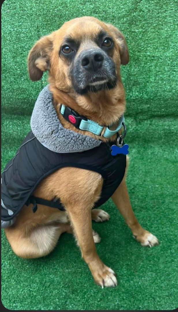 Luka, a Adoptable mixed breed in San Ysidro, CA image 2/6