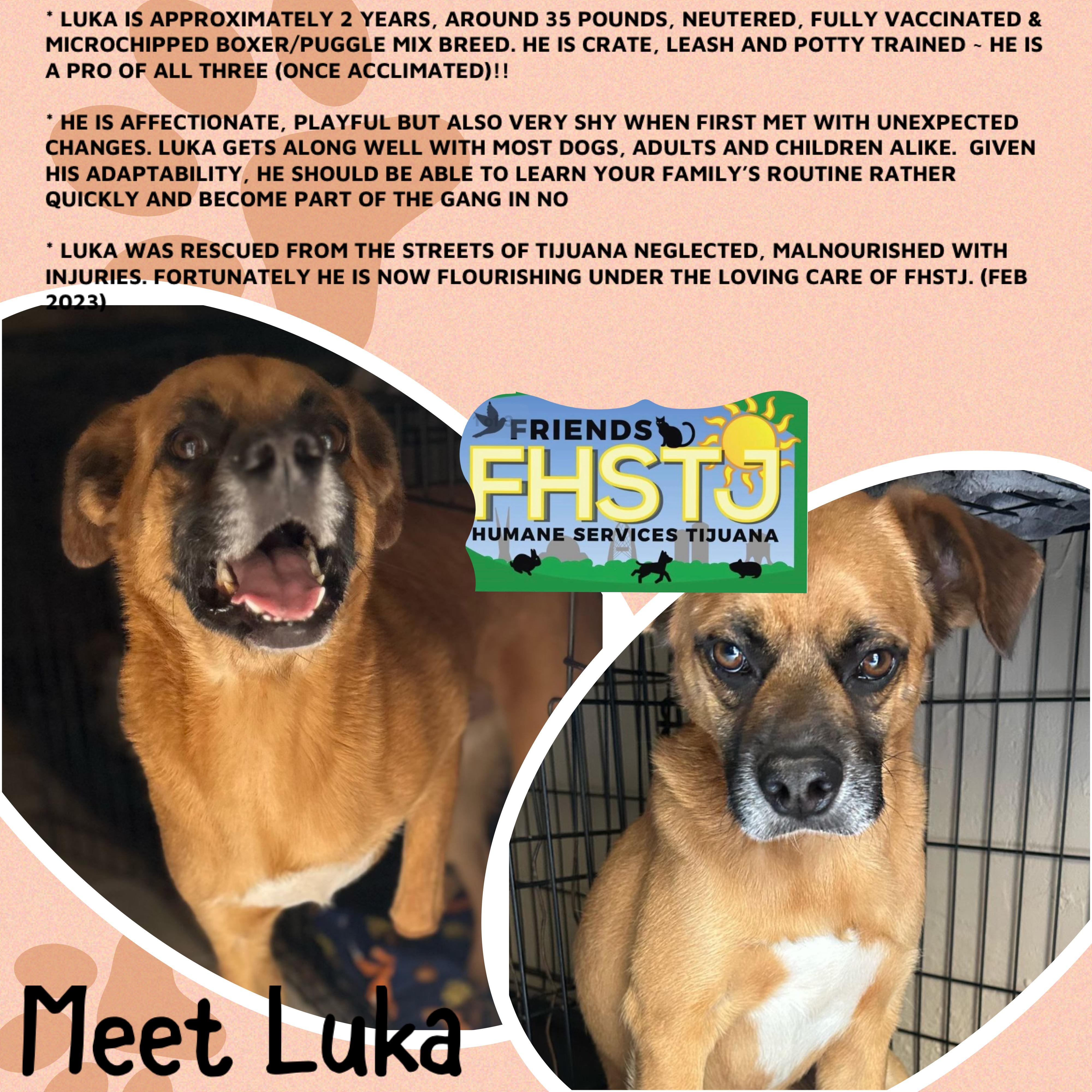 Luka, a Adoptable mixed breed in San Ysidro, CA image 5/6