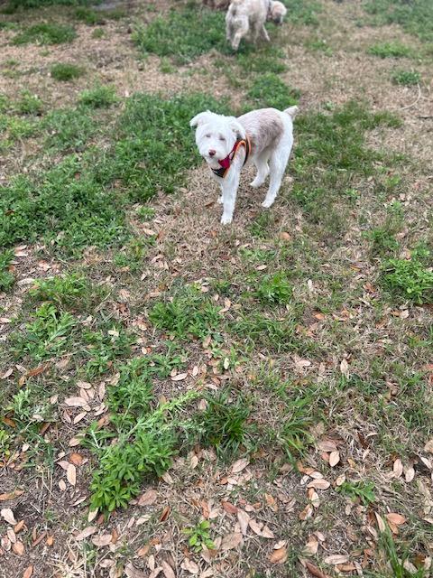 Rosie , an adopted mixed breed in Maitland, FL image 2/4