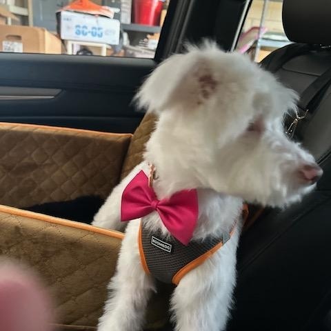 Rosie , an adopted mixed breed in Maitland, FL image 4/4