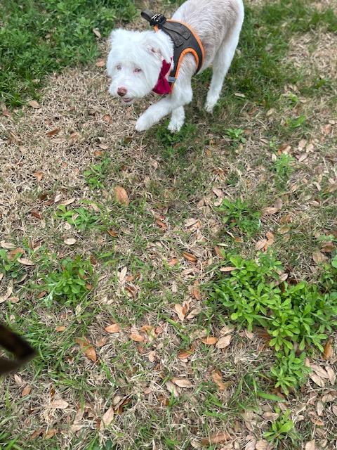 Rosie , an adopted mixed breed in Maitland, FL image 3/4
