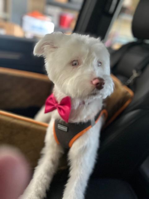 Rosie , an adopted mixed breed in Maitland, FL image 1/4