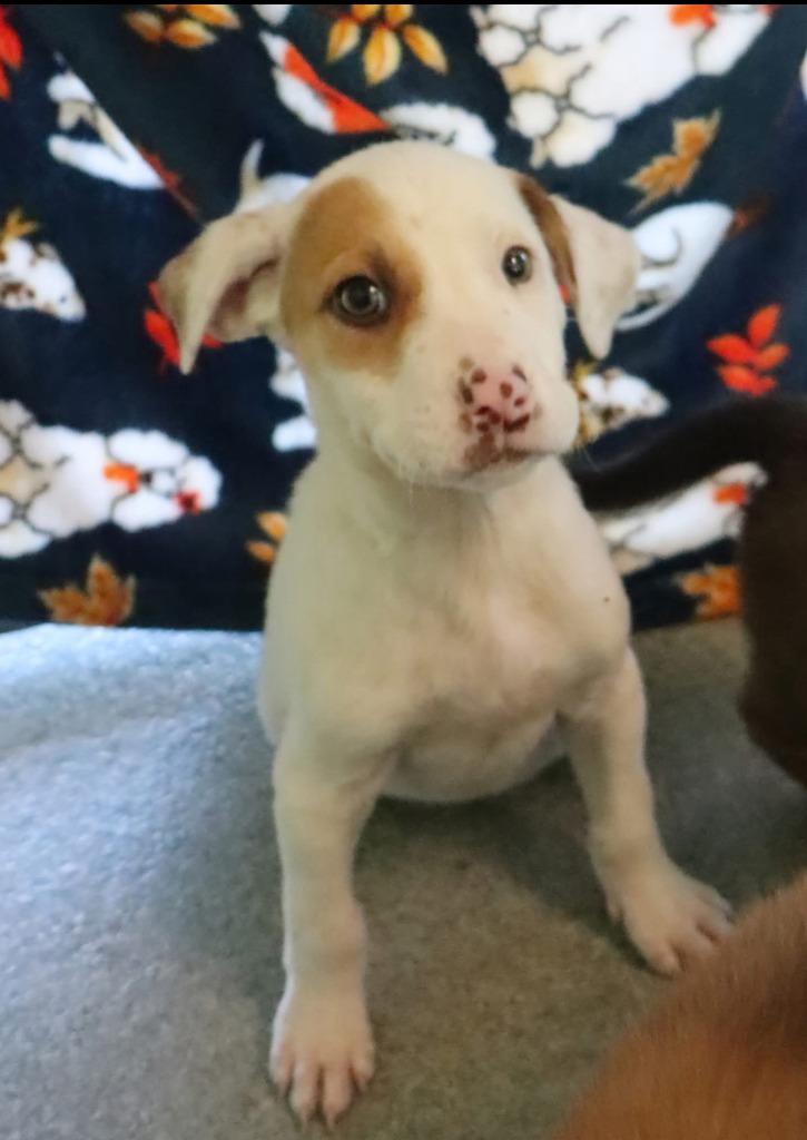 Medusa, Adopted, Puppy Female Terrier & Mixed Breed.