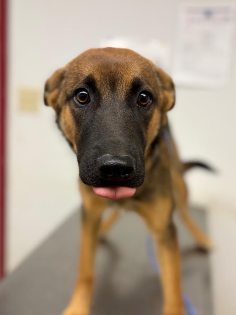 Enlarge Gypsy/Myka, a Adoptable mixed breed in Lockhart, TX image 1/1