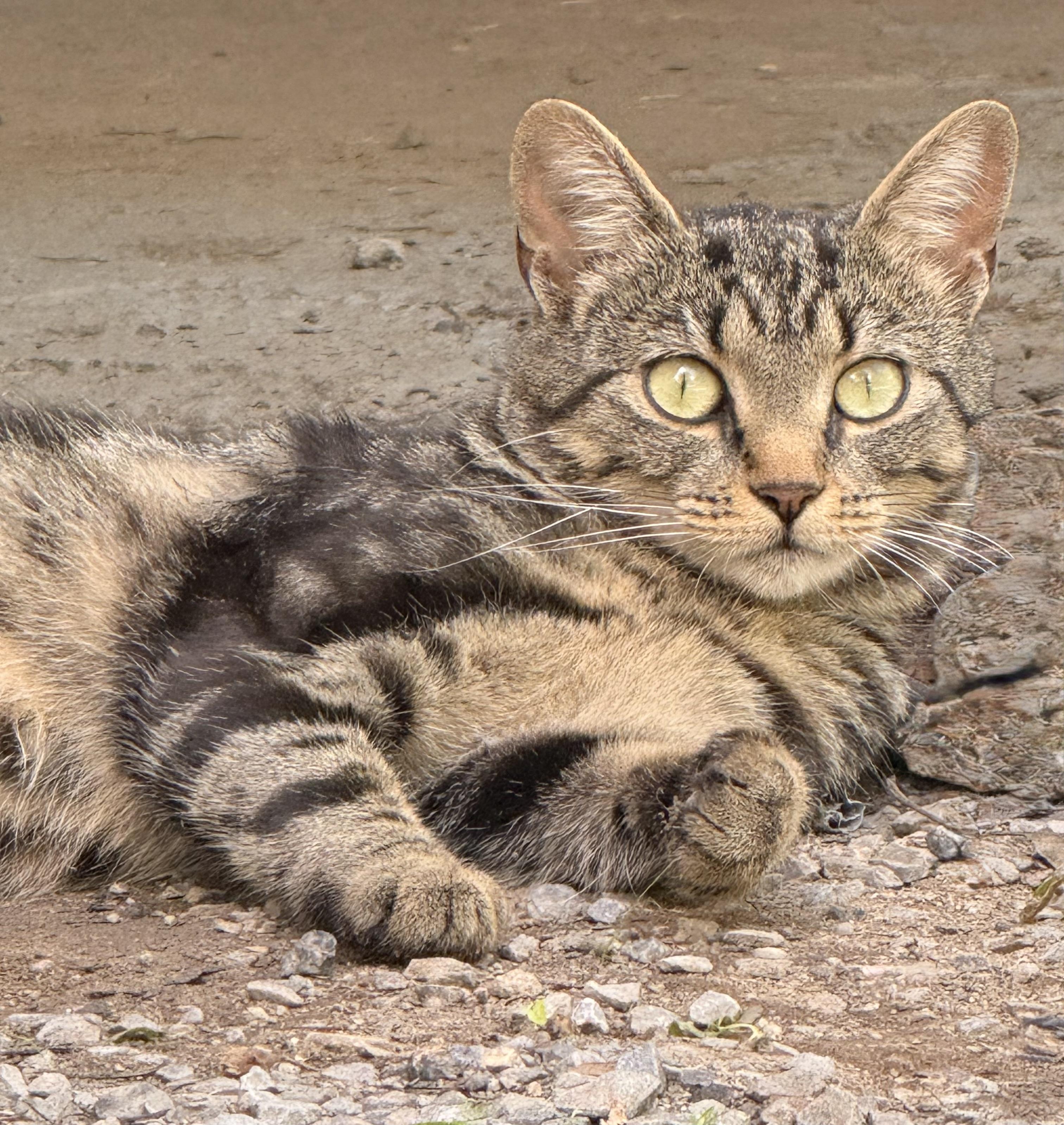 Enlarge Squeaks, a Adoptable Domestic Short Hair in Dansville, NY image 1/2