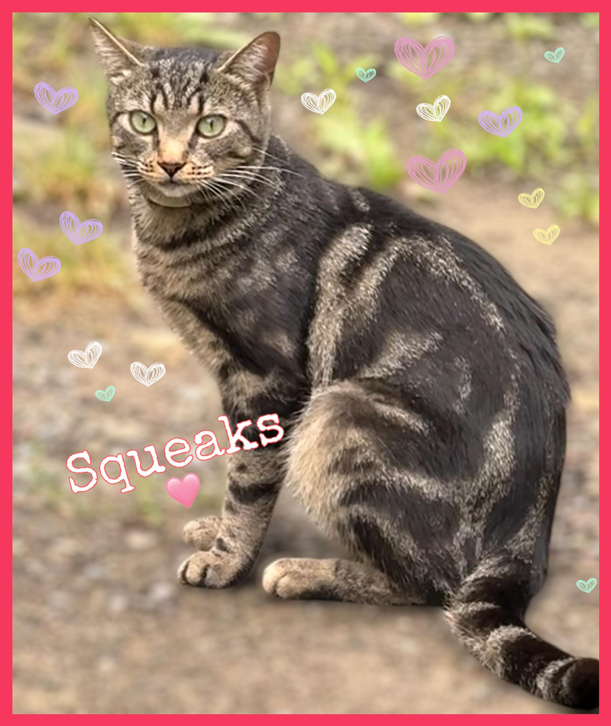 Enlarge Squeaks, a Adoptable Domestic Short Hair in Dansville, NY image 2/2