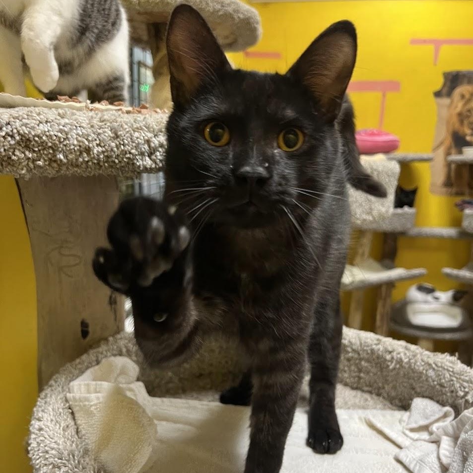 Enlarge Pluto, an adopted Domestic Short Hair in Chicago, IL image 1/5