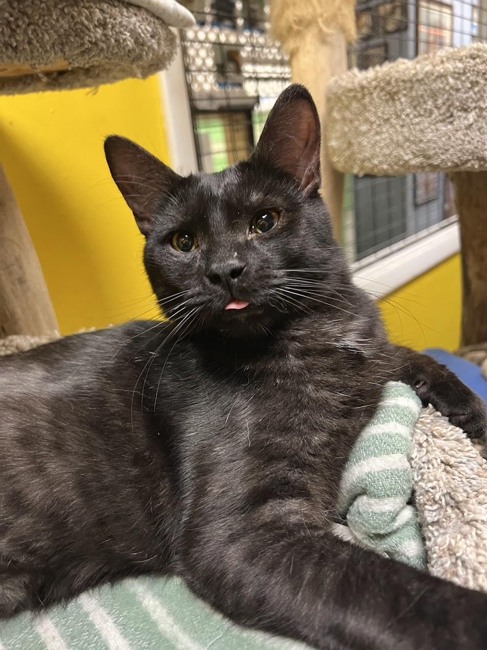 Enlarge Pluto, an adopted Domestic Short Hair in Chicago, IL image 4/5