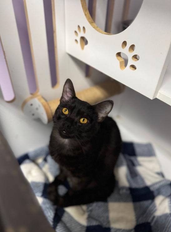 Enlarge Pluto, an adopted Domestic Short Hair in Chicago, IL image 2/5