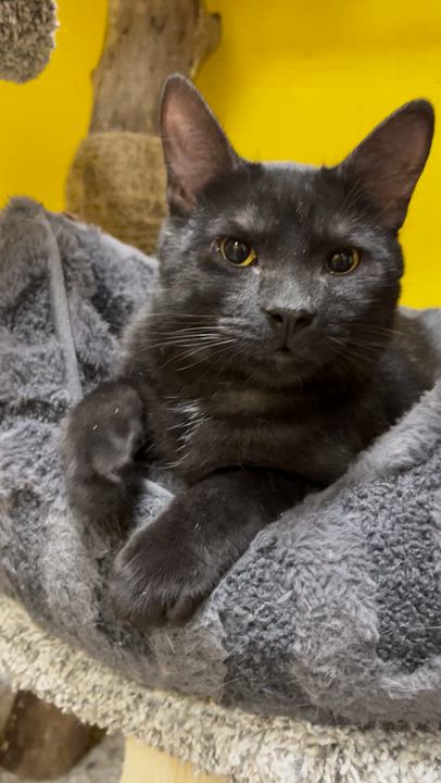 Enlarge Pluto, an adopted Domestic Short Hair in Chicago, IL video 5/5