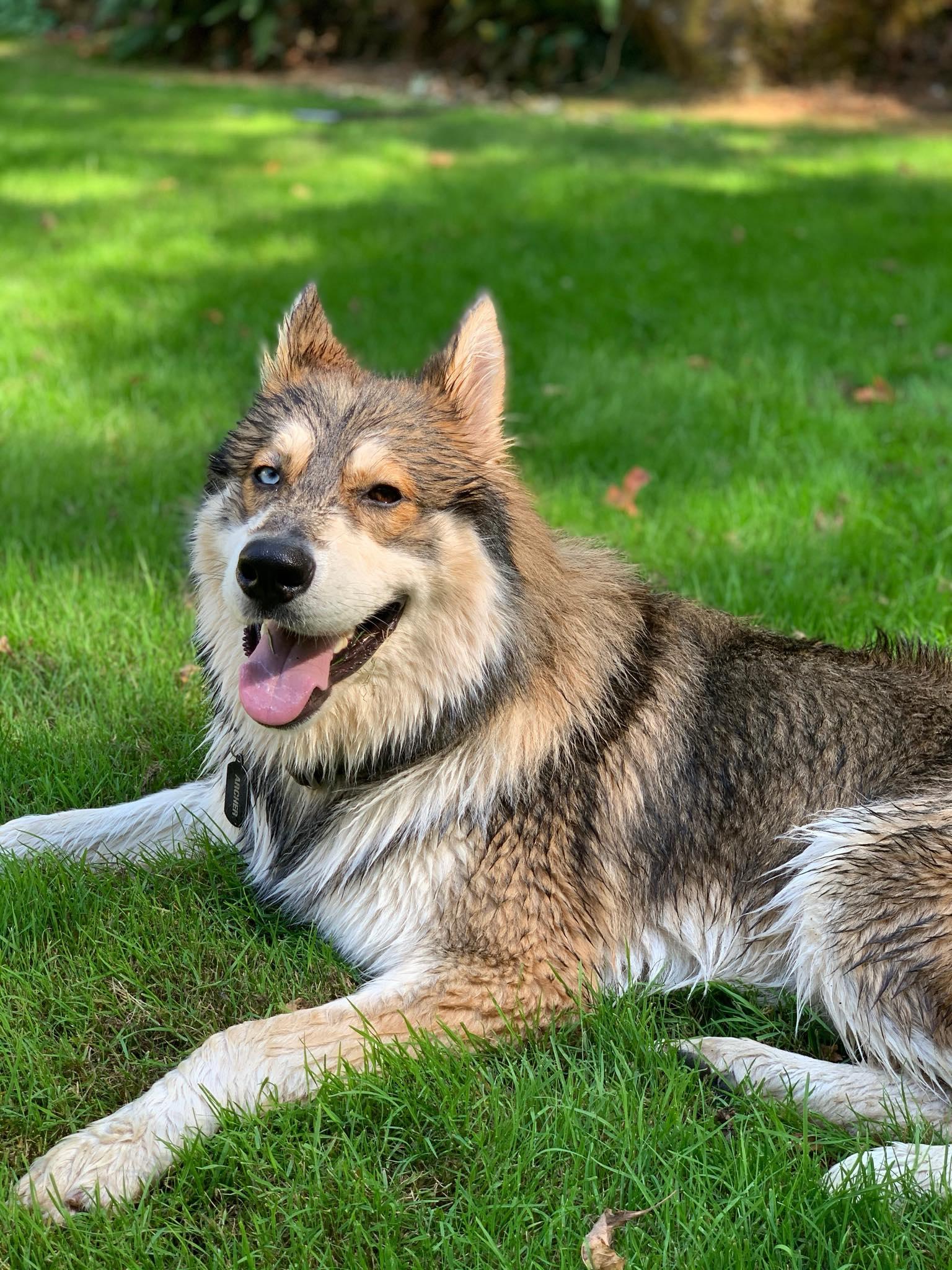Archer, Adoptable, Adult Male Husky & German Shepherd Dog.