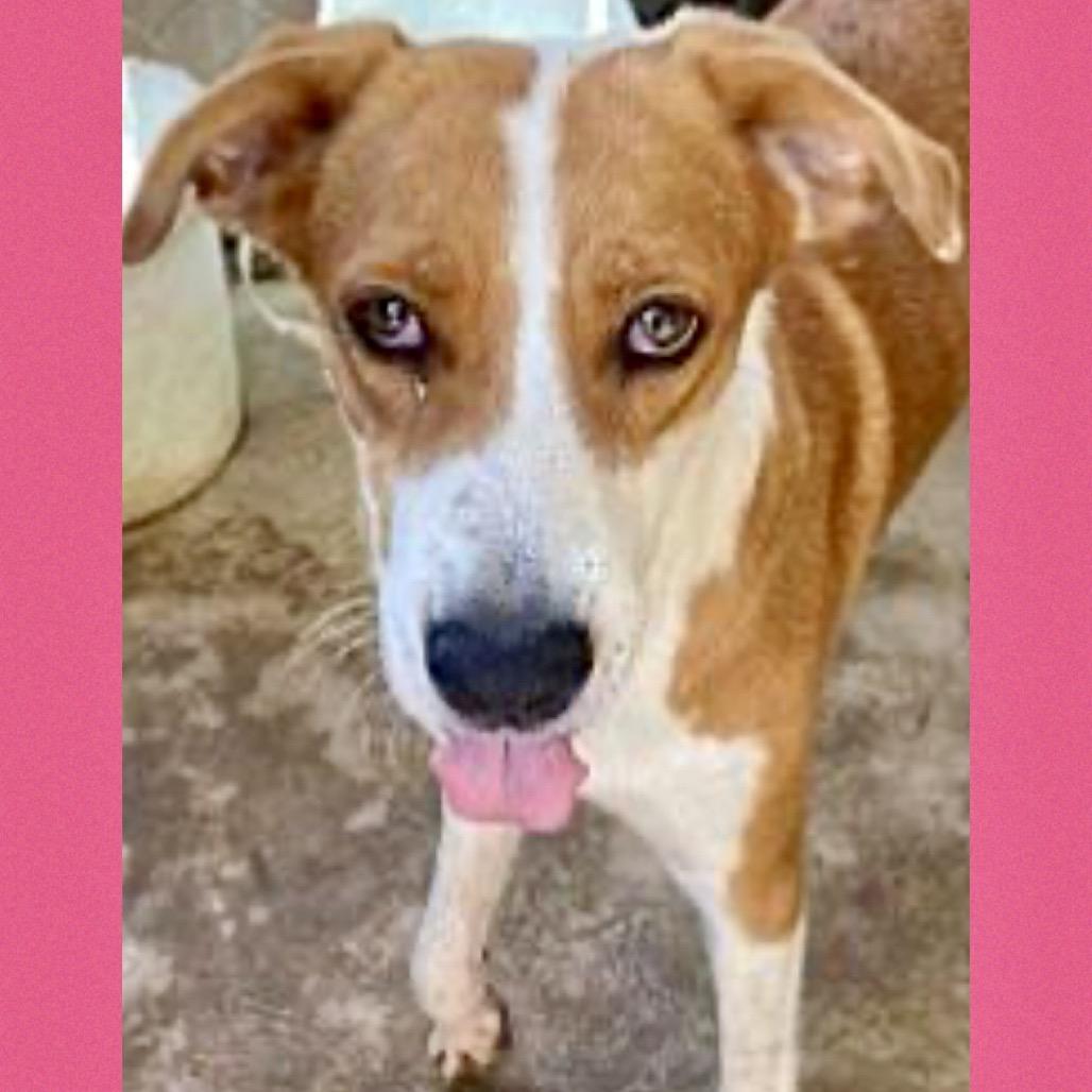 Maria, Adoptable, Adult Female Beagle & Mixed Breed.