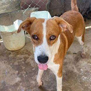 Maria, a Adoptable mixed breed in San Diego, CA image 2/2