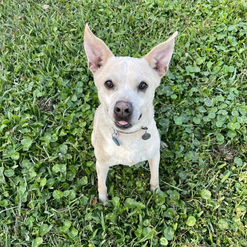 Private Ryan, a Adoptable Boston Terrier in Waggaman, LA image 2/4