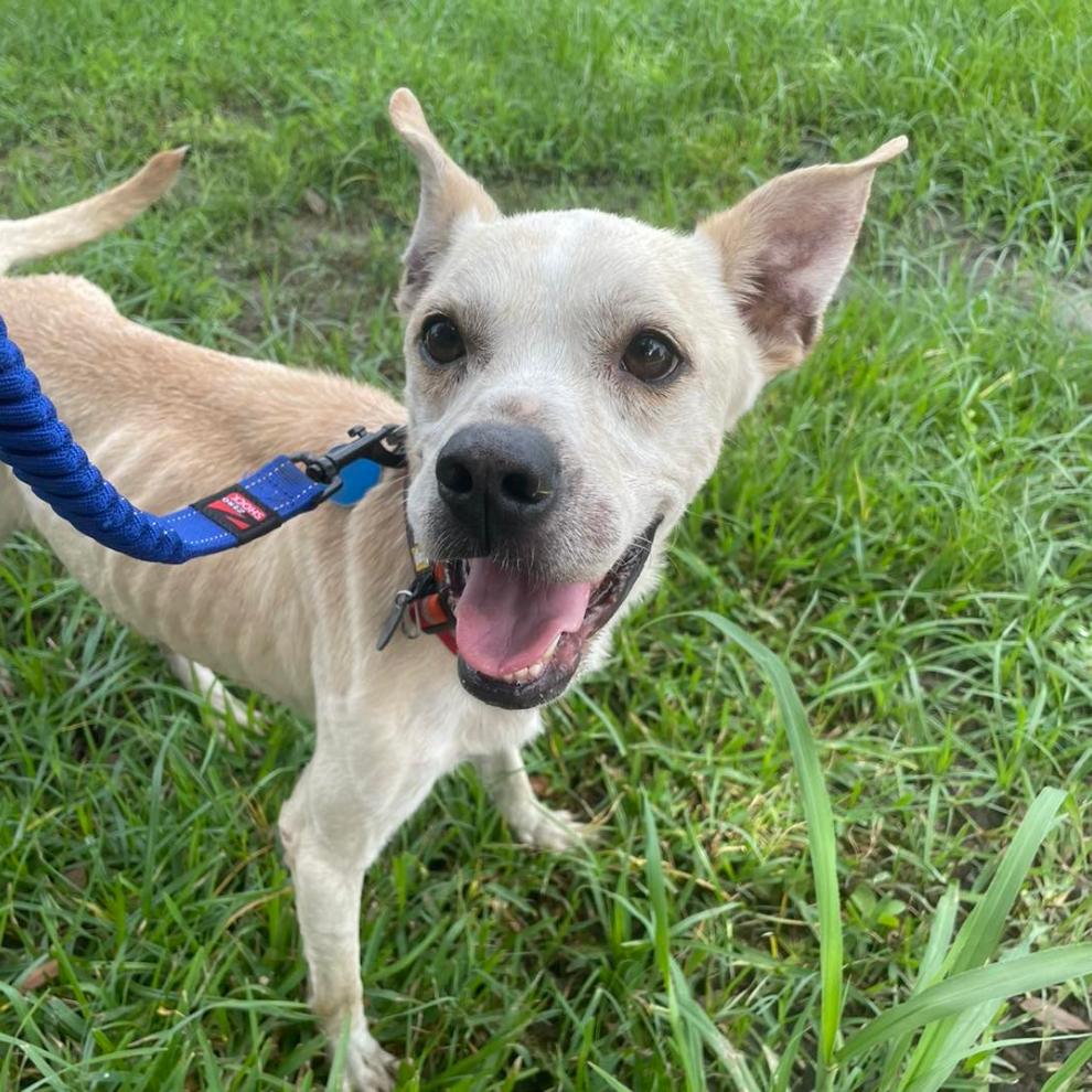 Private Ryan, a Adoptable Boston Terrier in Waggaman, LA image 3/4