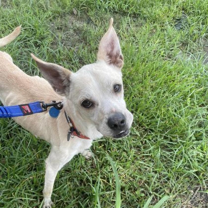 Private Ryan, Adoptable, Adult Male Boston Terrier.