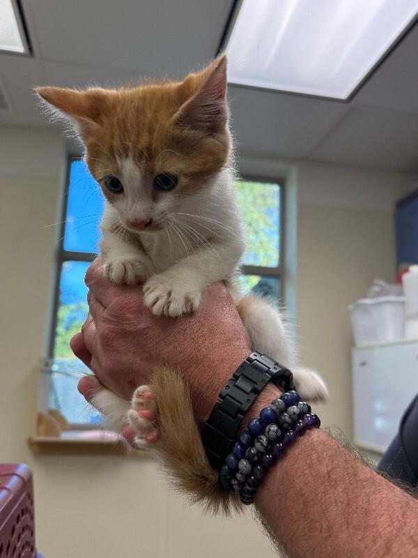 Enlarge Miso, a Adoptable Domestic Medium Hair in Disputanta, VA image 1/1