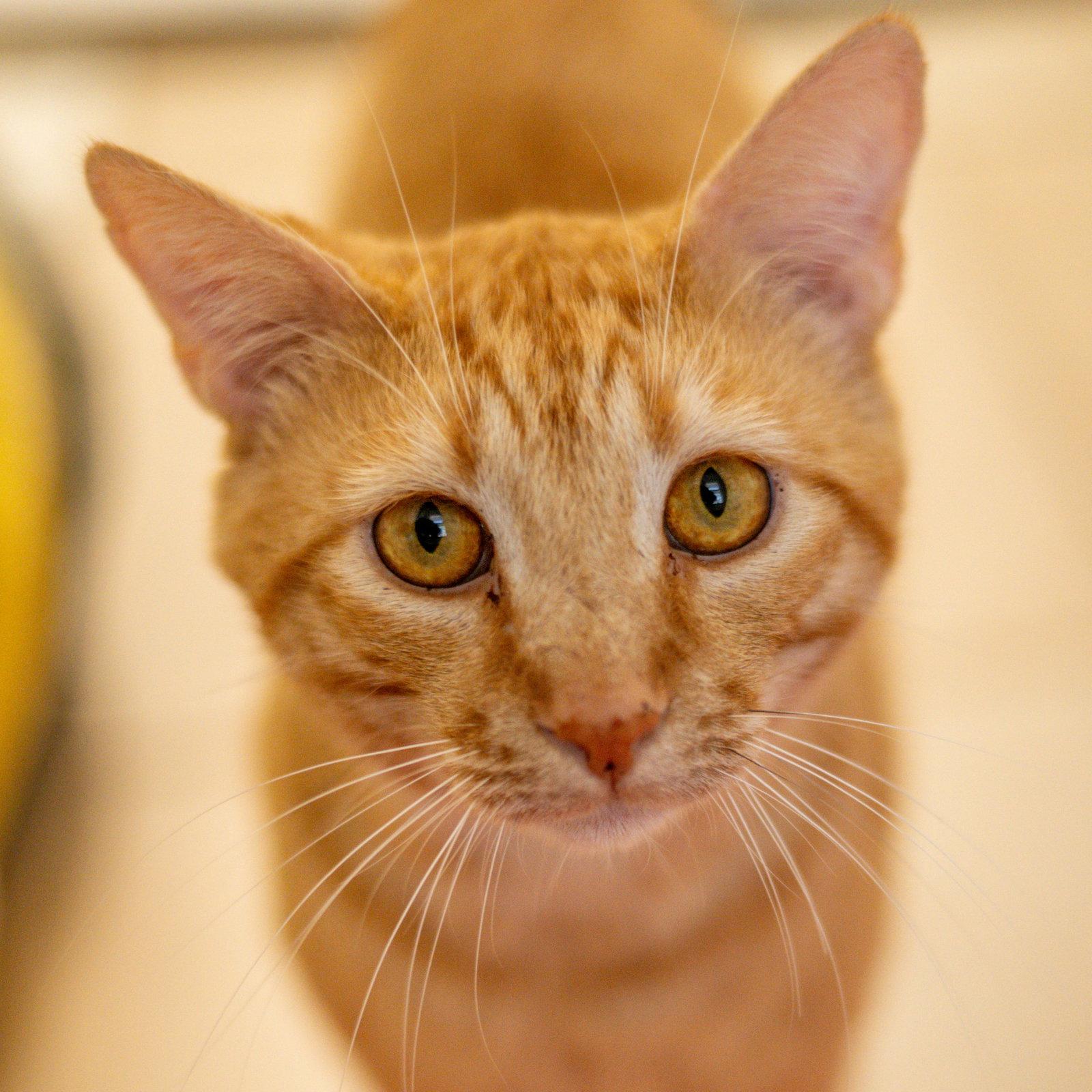 Felix, Adoptable, Adult Male Domestic Short Hair.