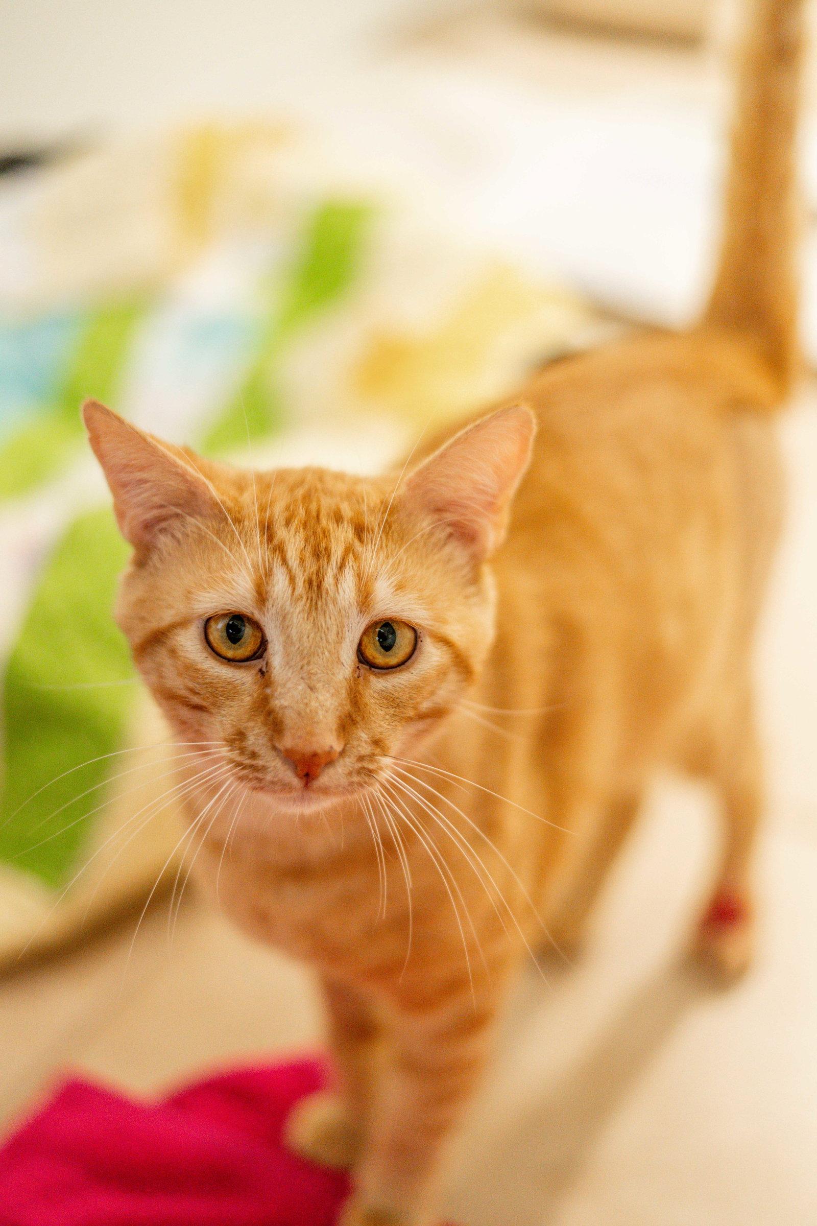 Enlarge Felix, a Adoptable Domestic Short Hair in Hilton Head Island, SC image 2/3