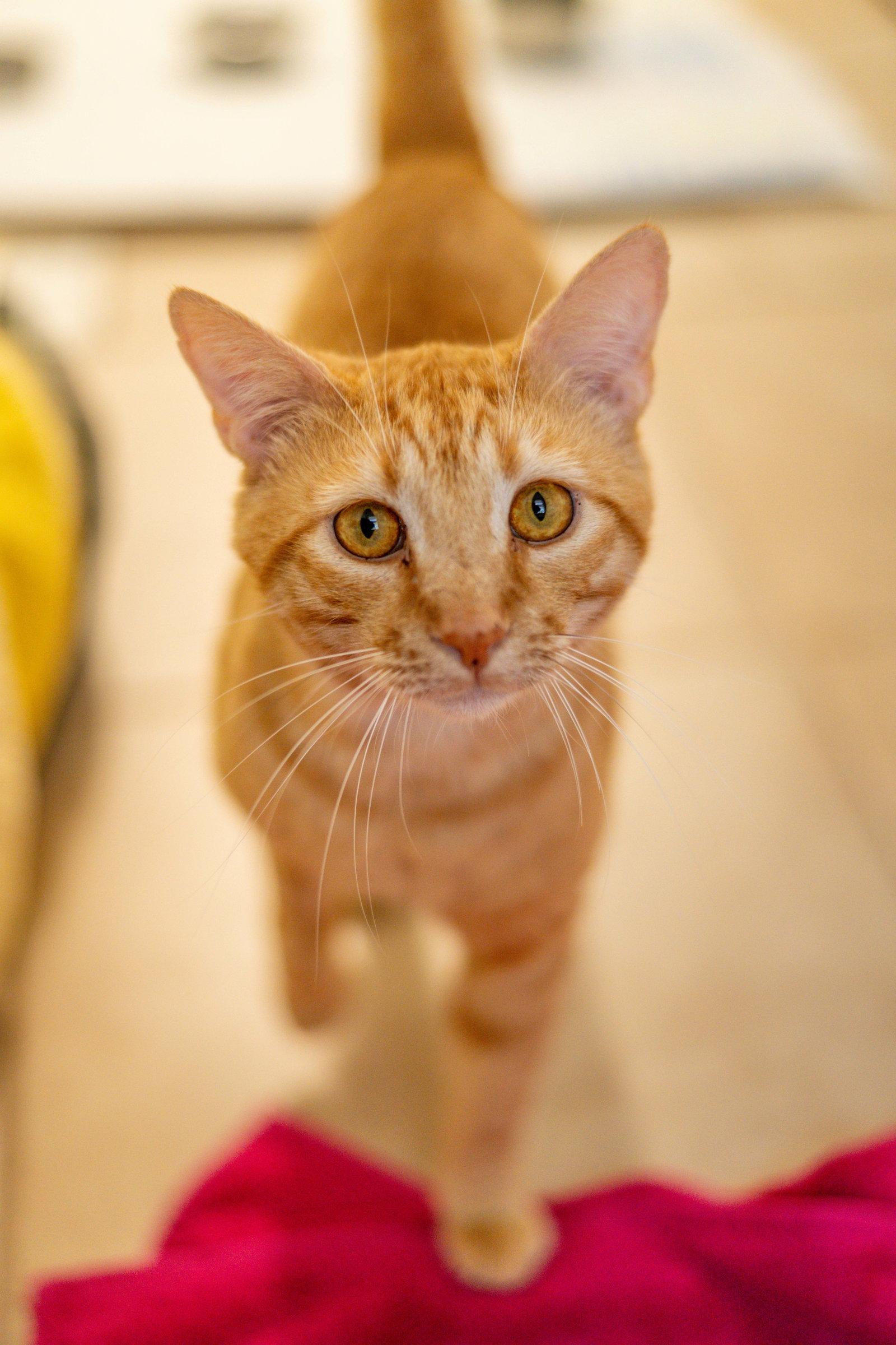 Enlarge Felix, a Adoptable Domestic Short Hair in Hilton Head Island, SC image 3/3