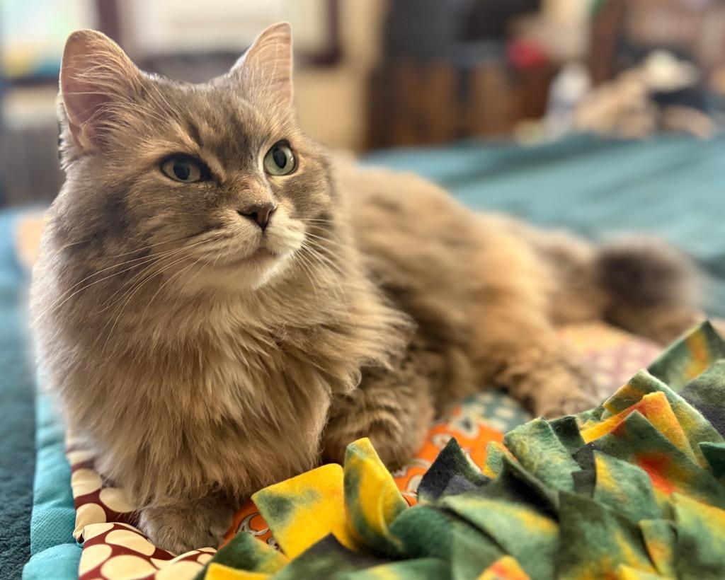 Cookie Monster, Adoptable, Senior Female Domestic Long Hair.