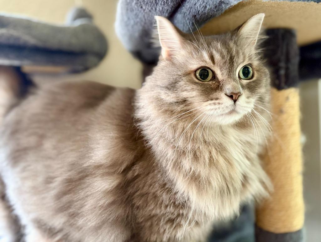 Enlarge Cookie Monster, a Adoptable mixed breed in Minneapolis, MN image 2/4
