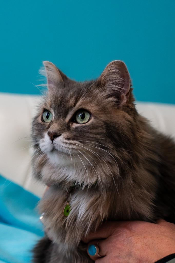 Enlarge Cookie Monster, a Adoptable mixed breed in Minneapolis, MN image 4/4